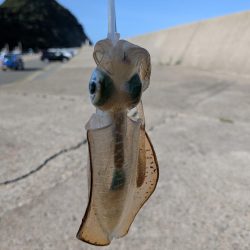 今週もエギング